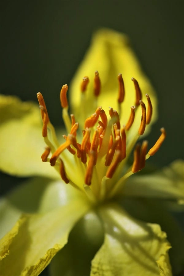 Ảnh mai vàng đẹp gợi cảm xúc tết sum vầy