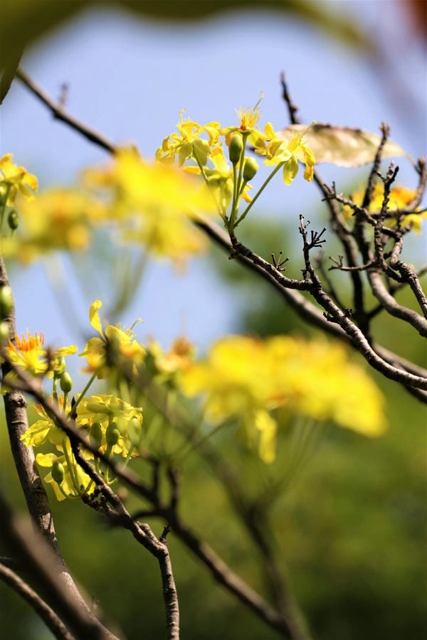 Hình nền hoa mai đẹp nhất tỏa sáng sắc xuân