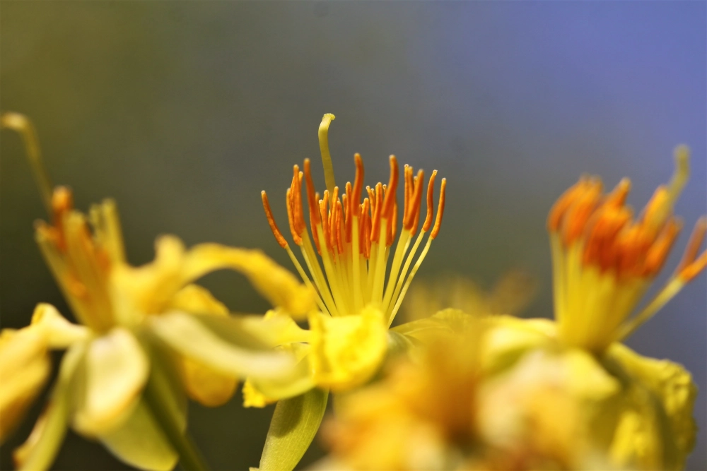 Hình nền mai vàng nổi bật sắc xuân phương nam