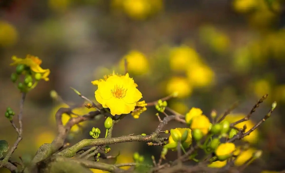 Hình nền hoa mai đẹp lan tỏa vẻ xuân truyền thống