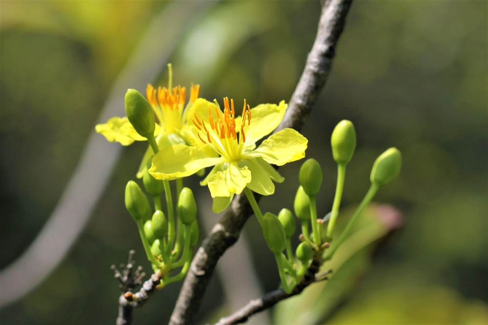 Hình nền hoa mai rực rỡ mang sắc xuân ấm áp