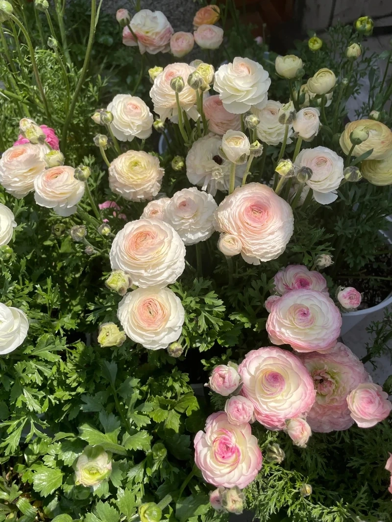 Giao diện tinh xảo với hình nền hoa mao lương cho iphone