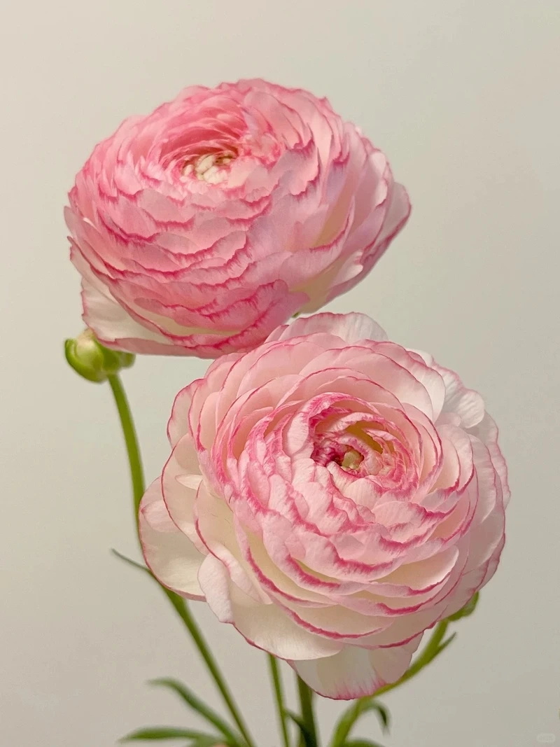 Vẻ đẹp tinh tế từ hình nền hoa mao lương đẹp