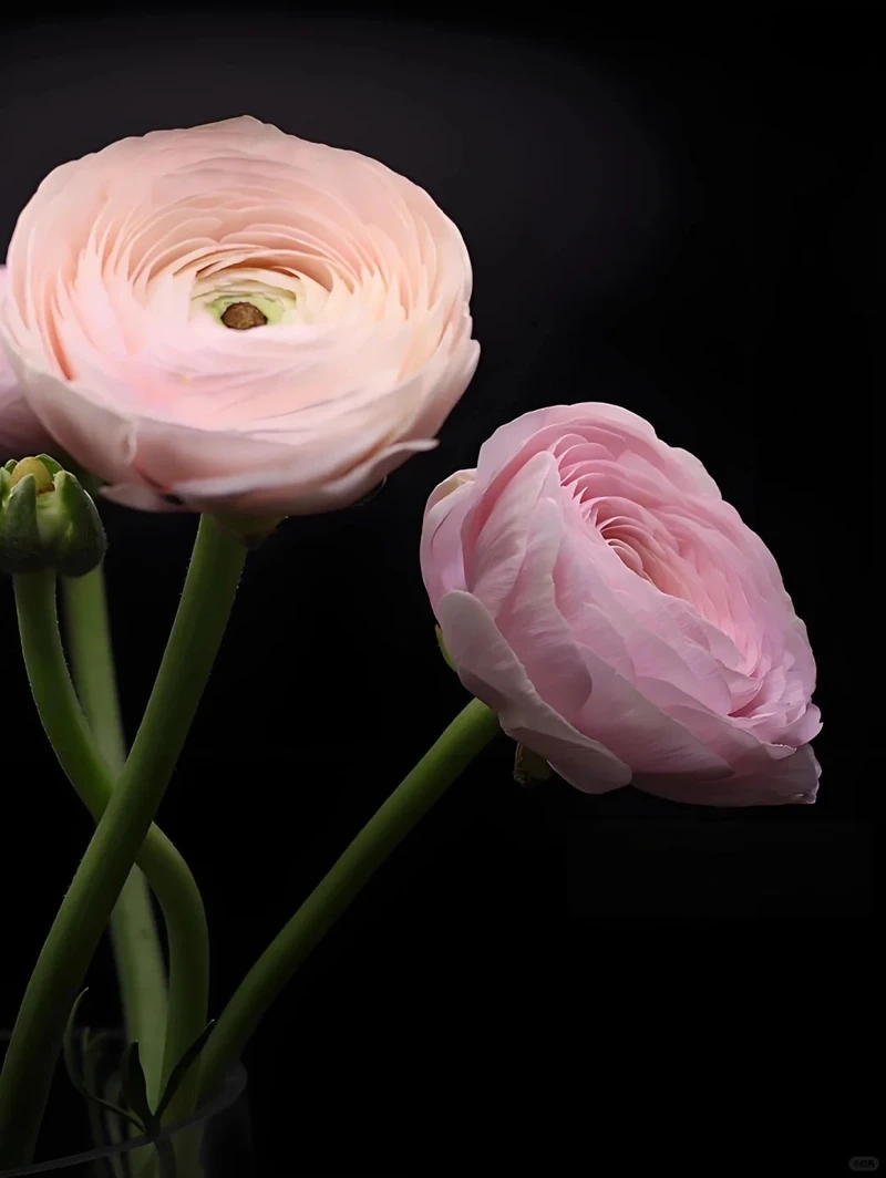 Chiều sâu thị giác với hình nền hoa mao lương nền tối