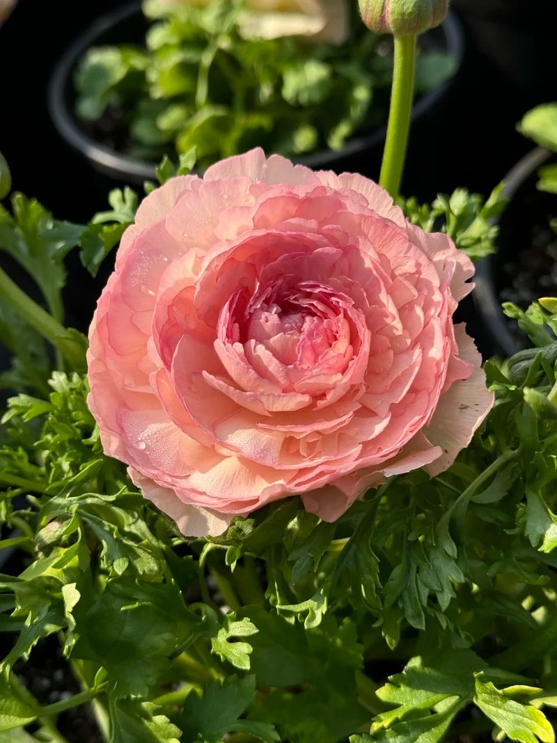 Chi tiết tinh xảo của hình nền hoa mao lương cận cảnh