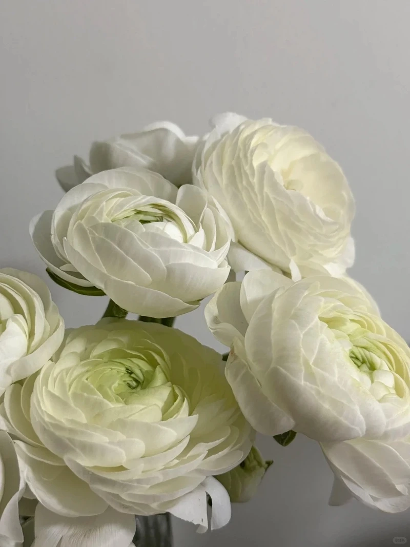 Gần gũi thiên nhiên với hình nền hoa mao lương tự nhiên