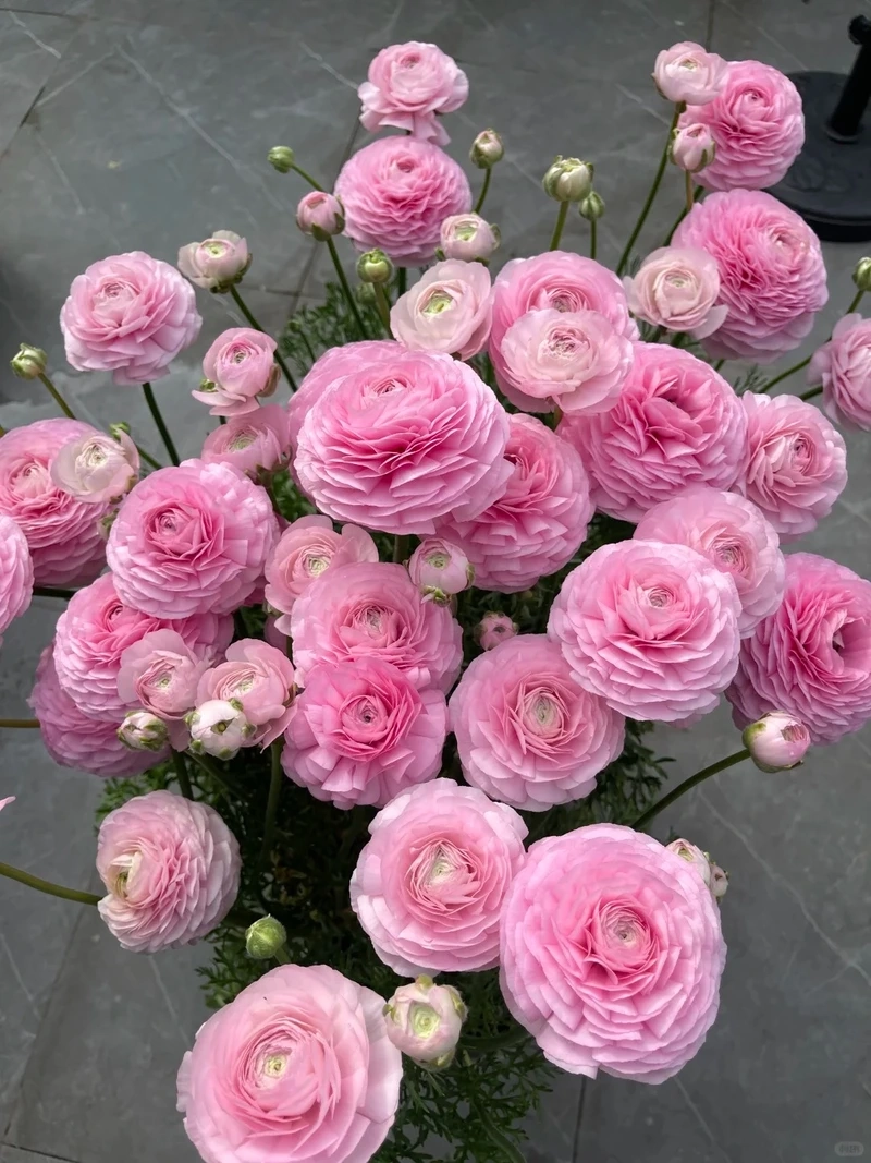 Trải nghiệm mượt mà nhờ hình nền hoa mao lương chất lượng cao