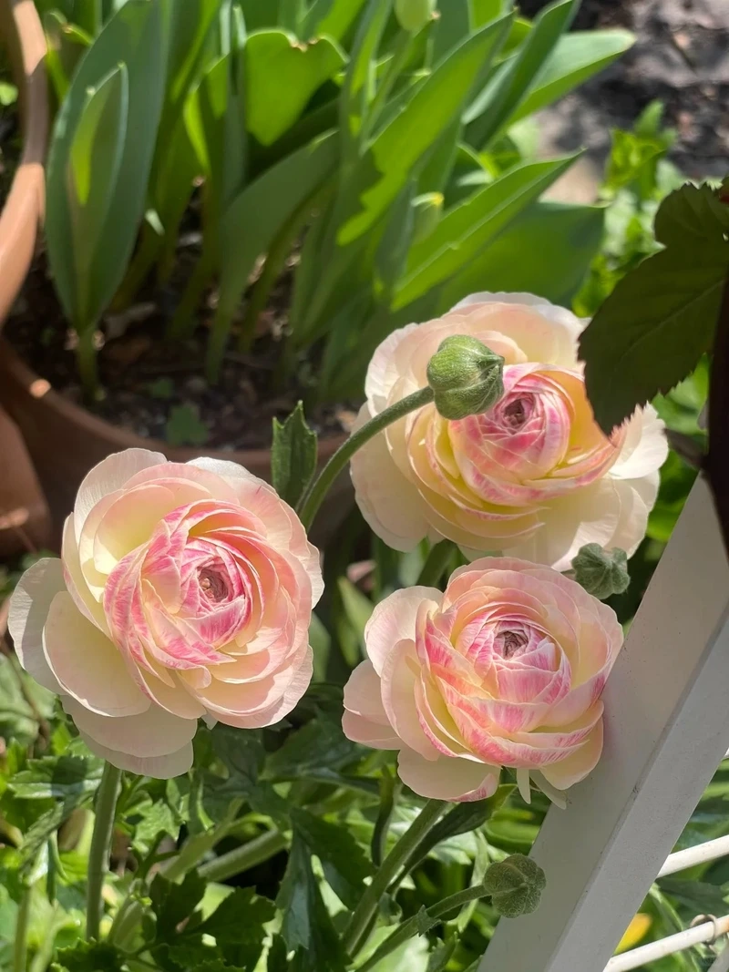 Dịu dàng thư thái cùng hình nền hoa mao lương nhẹ nhàng