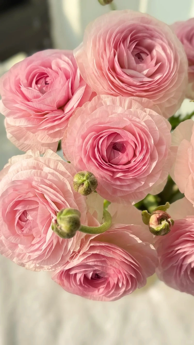 Dịu dàng nữ tính từ hình nền hoa mao lương màu hồng