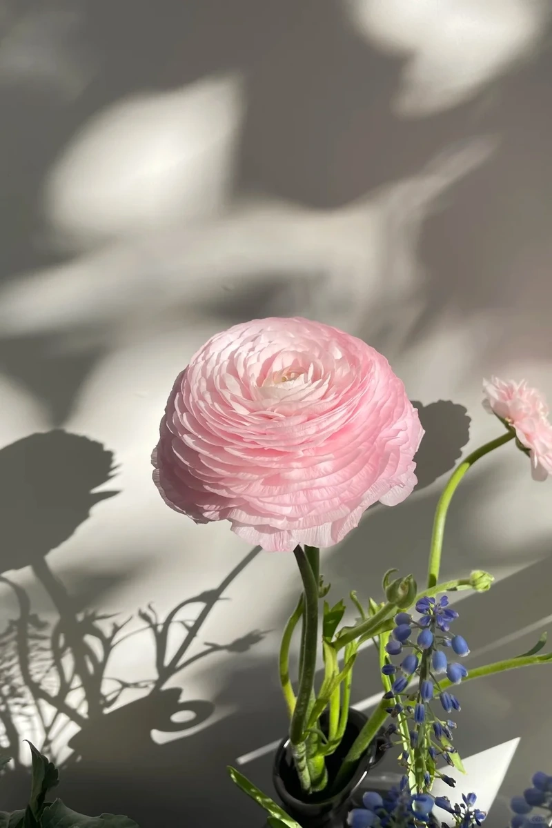 Khoảnh khắc trọn vẹn từ hình nền hoa mao lương hoa nở