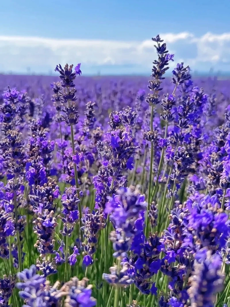 Cảm xúc ngọt ngào cùng hình nền hoa oải hương lãng mạn