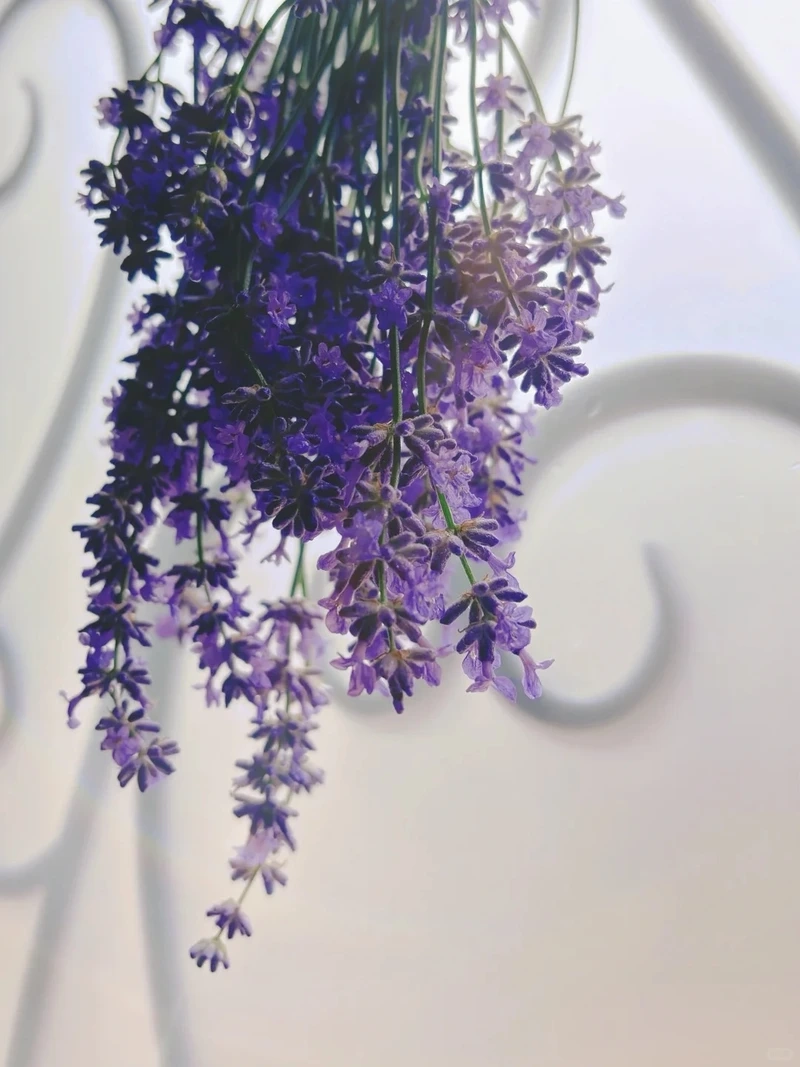 Nâng tầm hiển thị bằng hình nền hoa oải hương 4k