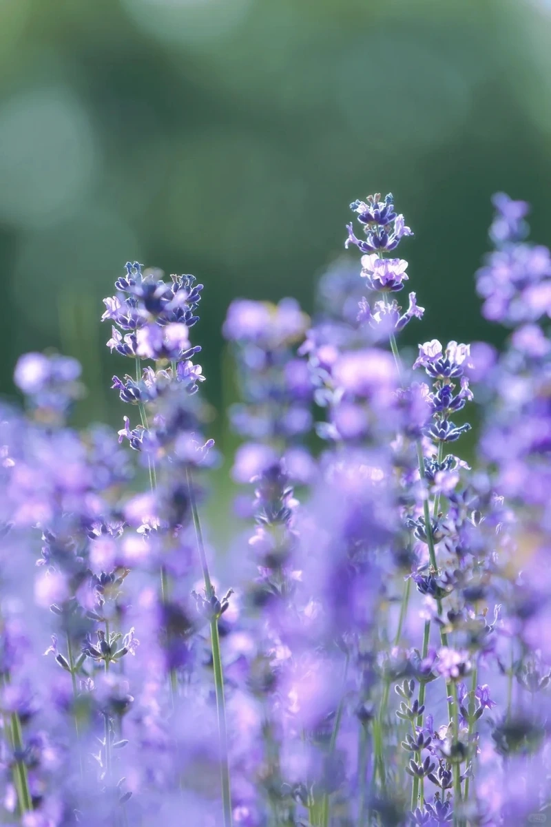 Gần gũi tự nhiên qua hình nền hoa oải hương thiên nhiên