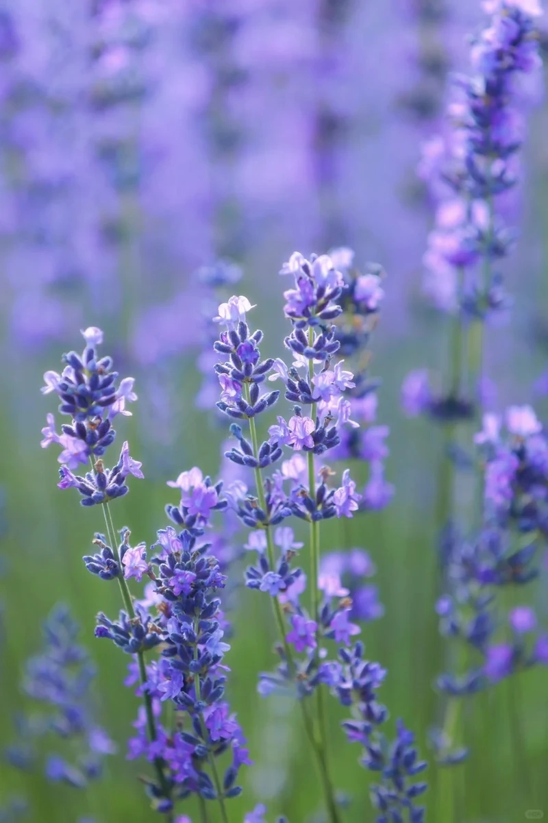 Thả lỏng cảm xúc cùng hình nền hoa oải hương chill