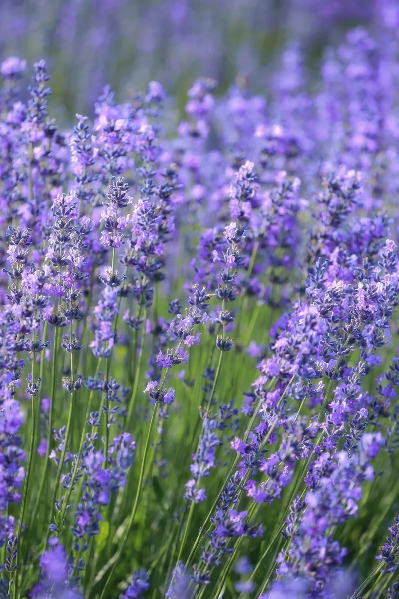 Phong vị hoài niệm với hình nền hoa oải hương vintage