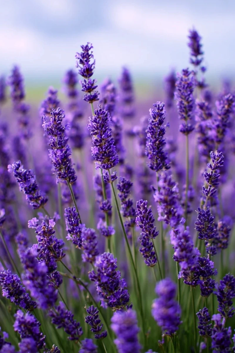 Cảnh sắc nên thơ của hình nền hoa oải hương phong cảnh