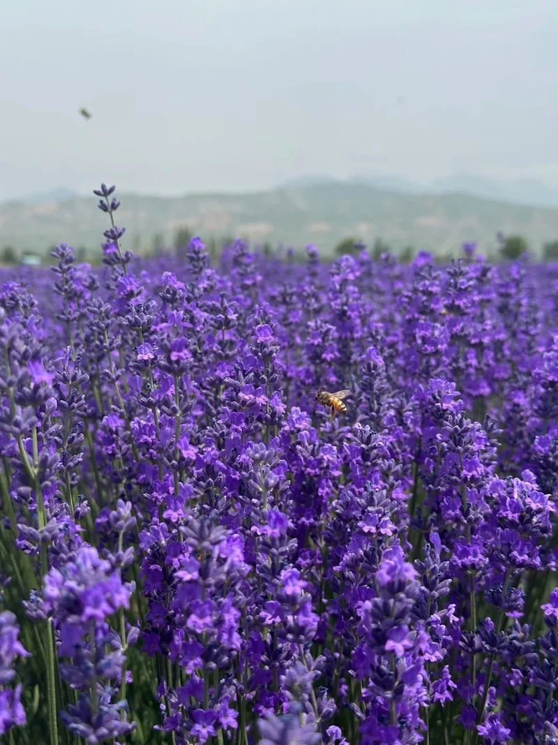 Thư giãn tâm trí cùng hình nền hoa oải hương thư giãn