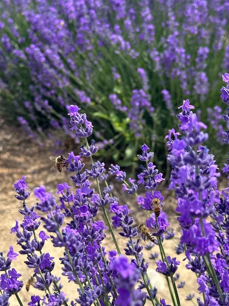 Bình yên mộc mạc với hình nền hoa oải hương đồng quê