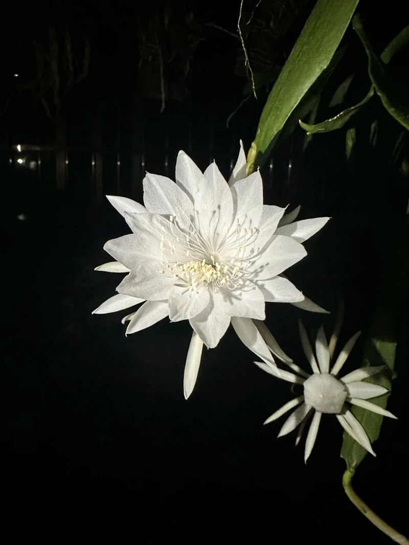 Hình nền hoa quỳnh đẹp mang vẻ thanh tao cuốn hút