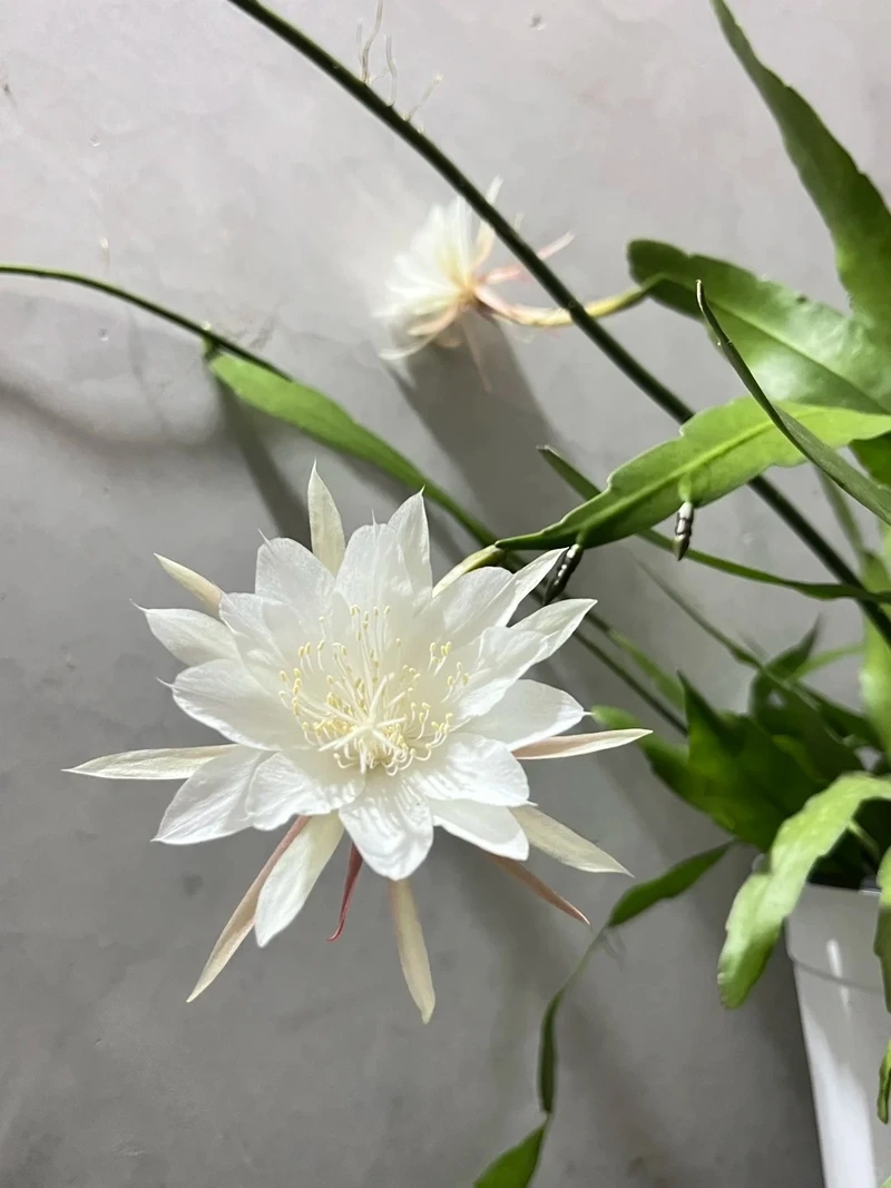 Hình nền hoa quỳnh full hd hiển thị mượt mà dịu mắt