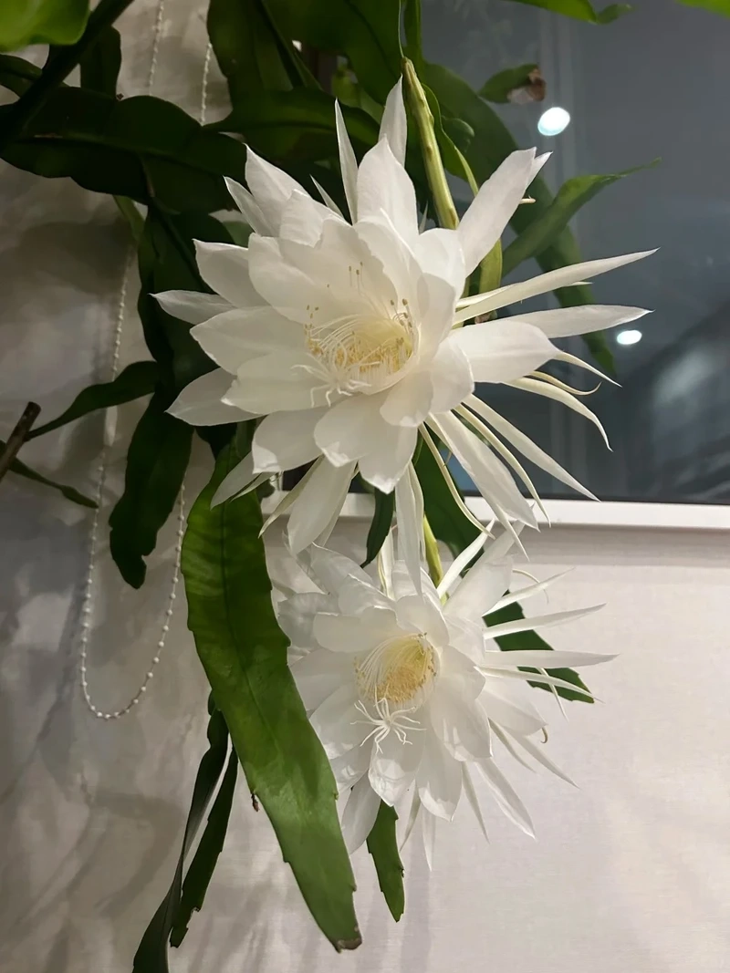 Hình nền hoa quỳnh 4k nổi bật chi tiết tinh xảo