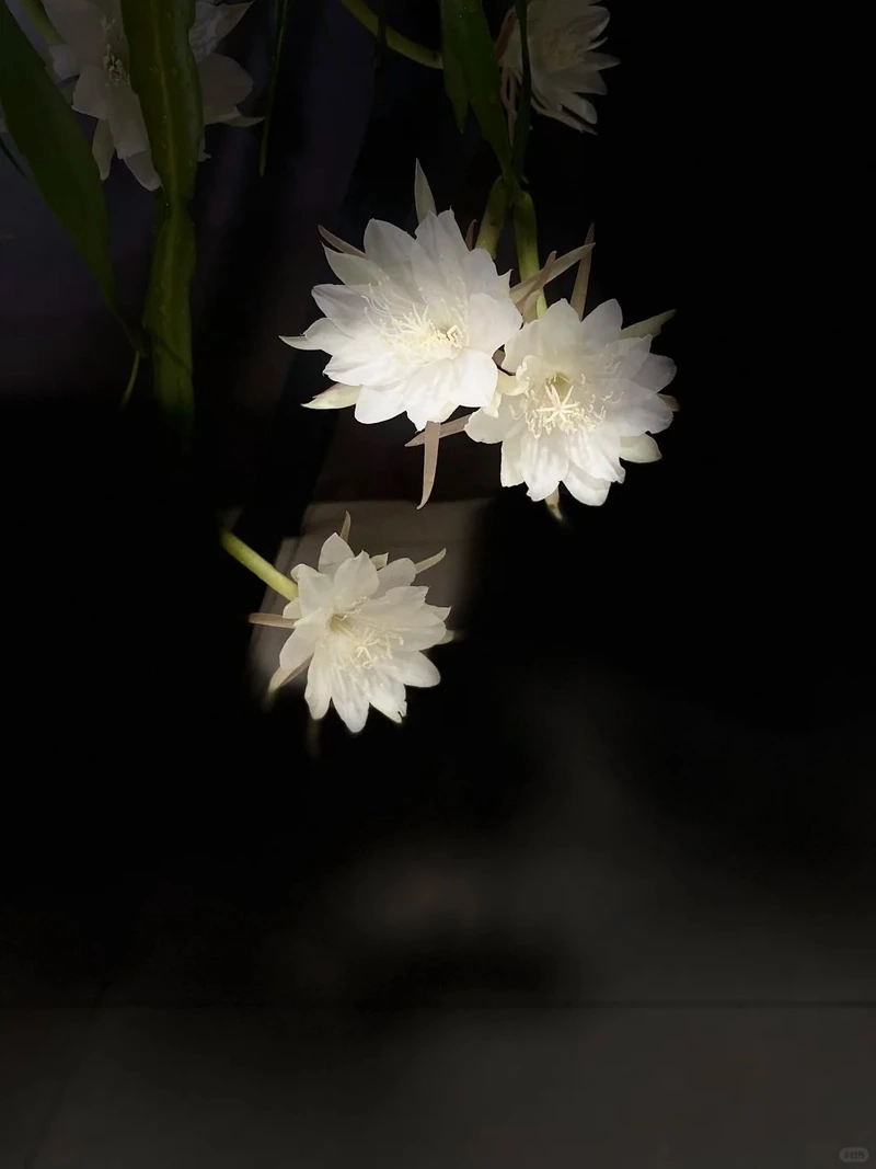 Hình nền hoa quỳnh nền tối làm nổi bật sắc hoa