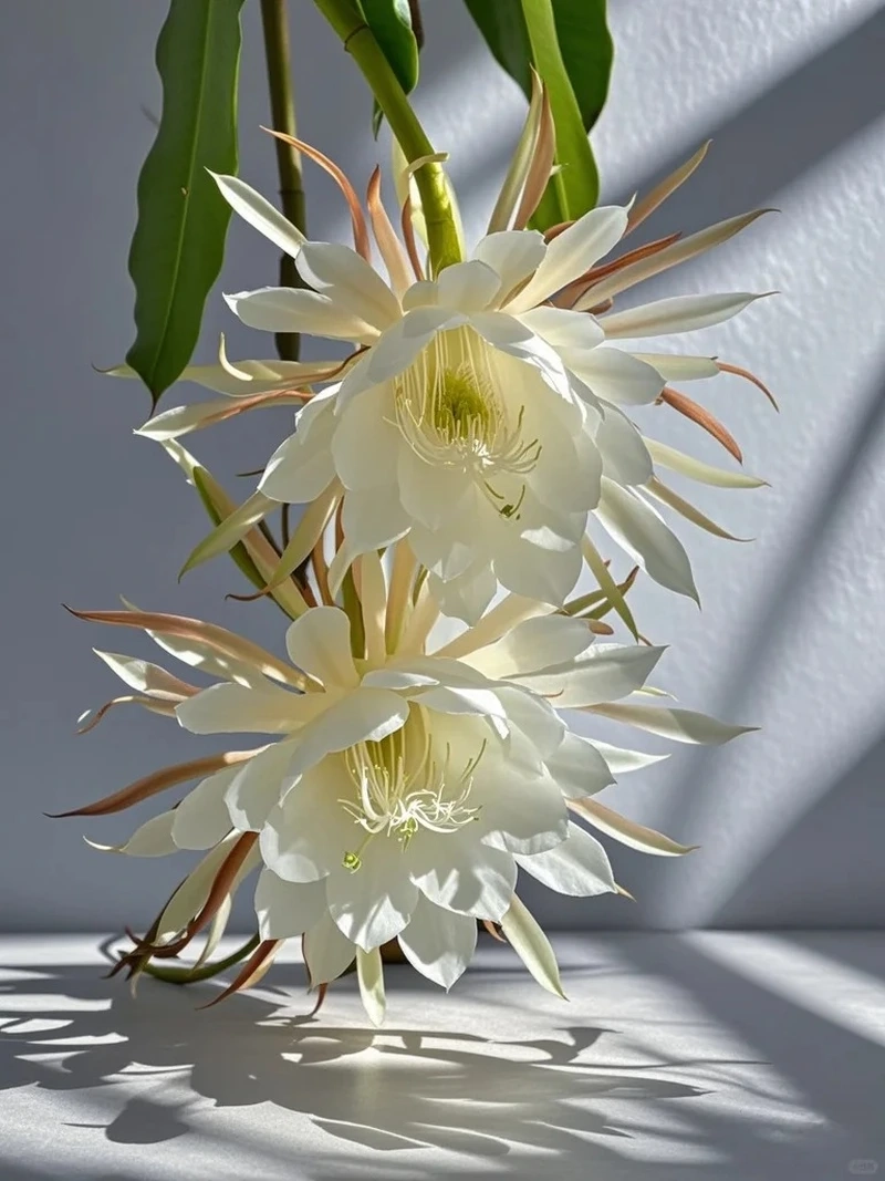 Hình nền hoa quỳnh lãng mạn mang cảm xúc dịu êm