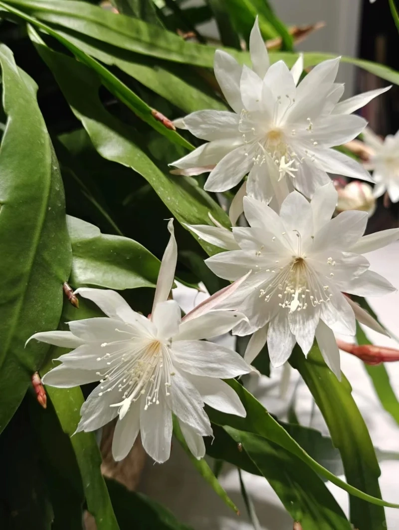 Hình nền hoa quỳnh may mắn gửi gắm điều lành