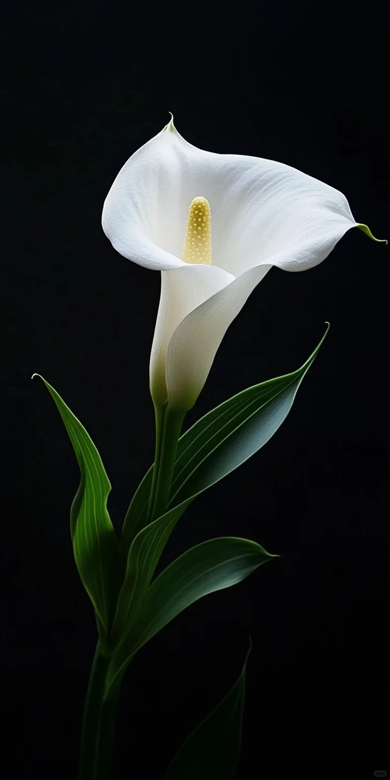 Làm mới màn hình bằng hình nền hoa rum trắng cho điện thoại