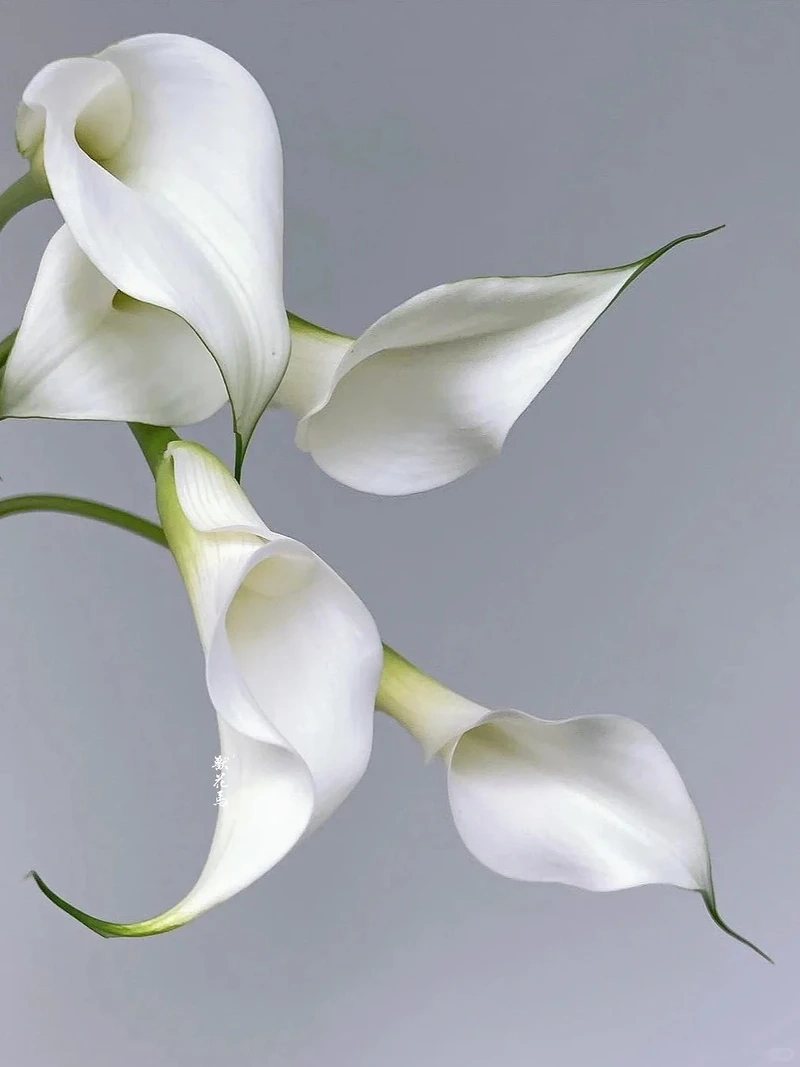 Giao diện sáng đẹp với hình nền hoa rum trắng nền sáng