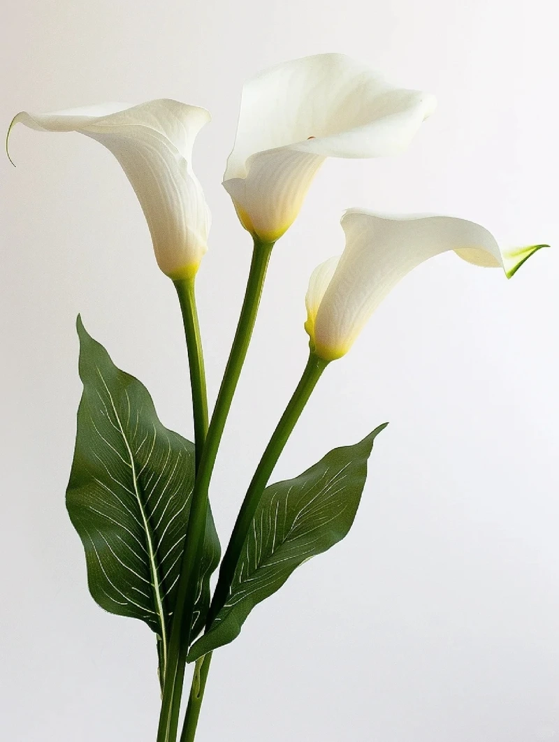 Thuần khiết nhẹ mắt với hình nền hoa rum trắng nền trắng