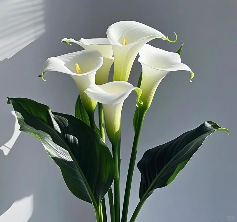 Dịu dàng thư thái cùng hình nền hoa rum trắng nhẹ nhàng