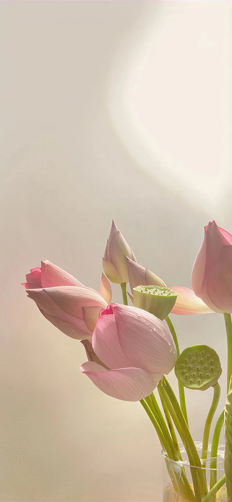 Hình nền hoa sen hồng full hd cho trải nghiệm nhẹ mắt