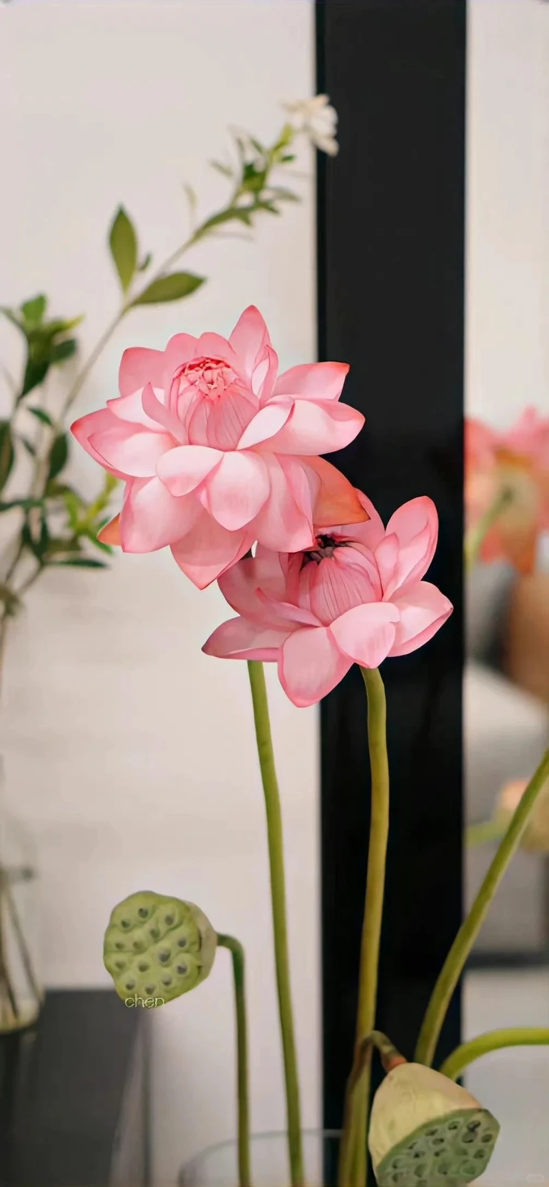 Hình nền hoa sen hồng phong thủy cân bằng năng lượng tốt