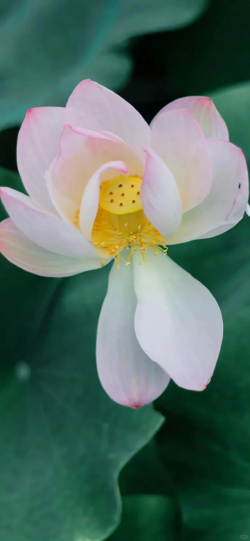 Hình nền hoa sen hồng thanh tịnh gợi cảm giác bình an