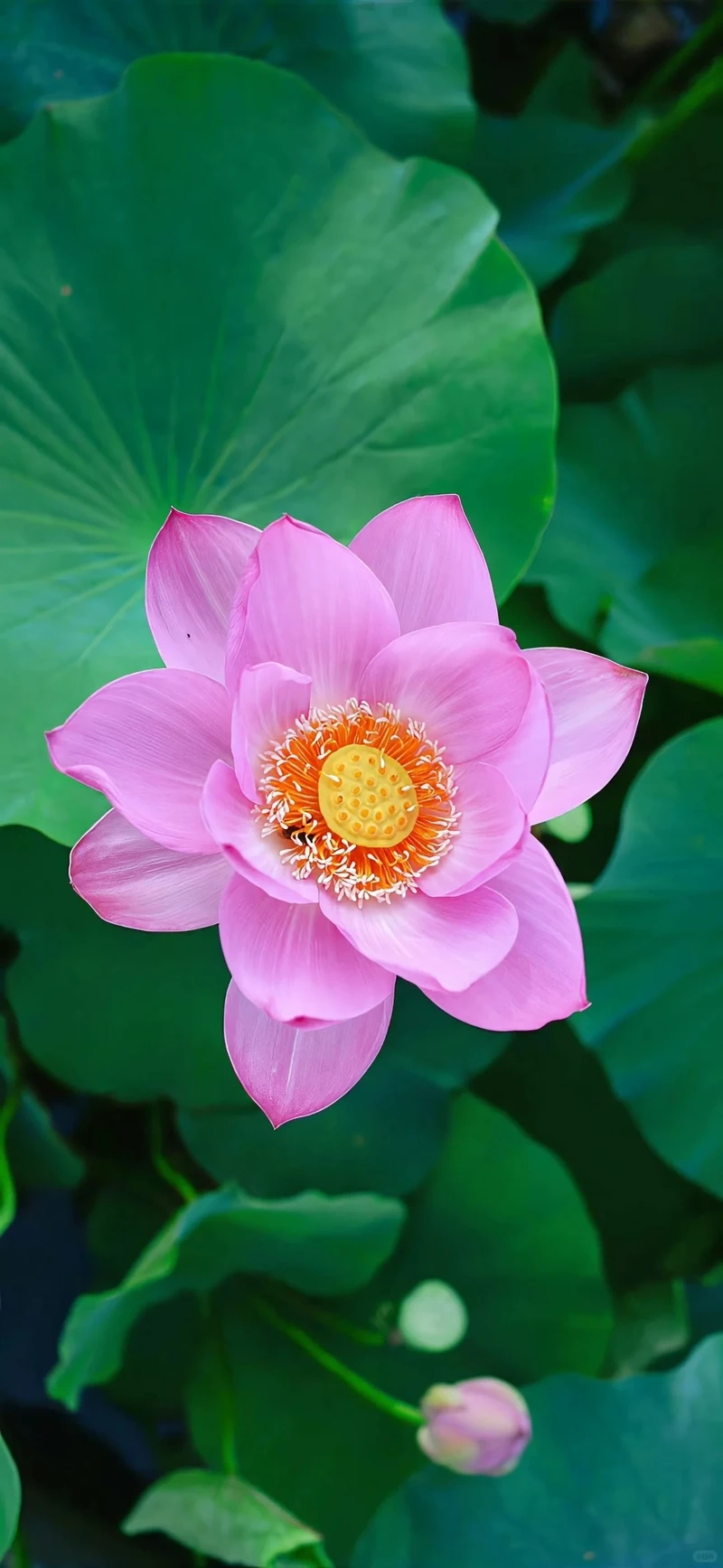 Hình nền hoa sen hồng tâm linh gắn liền giá trị truyền thống