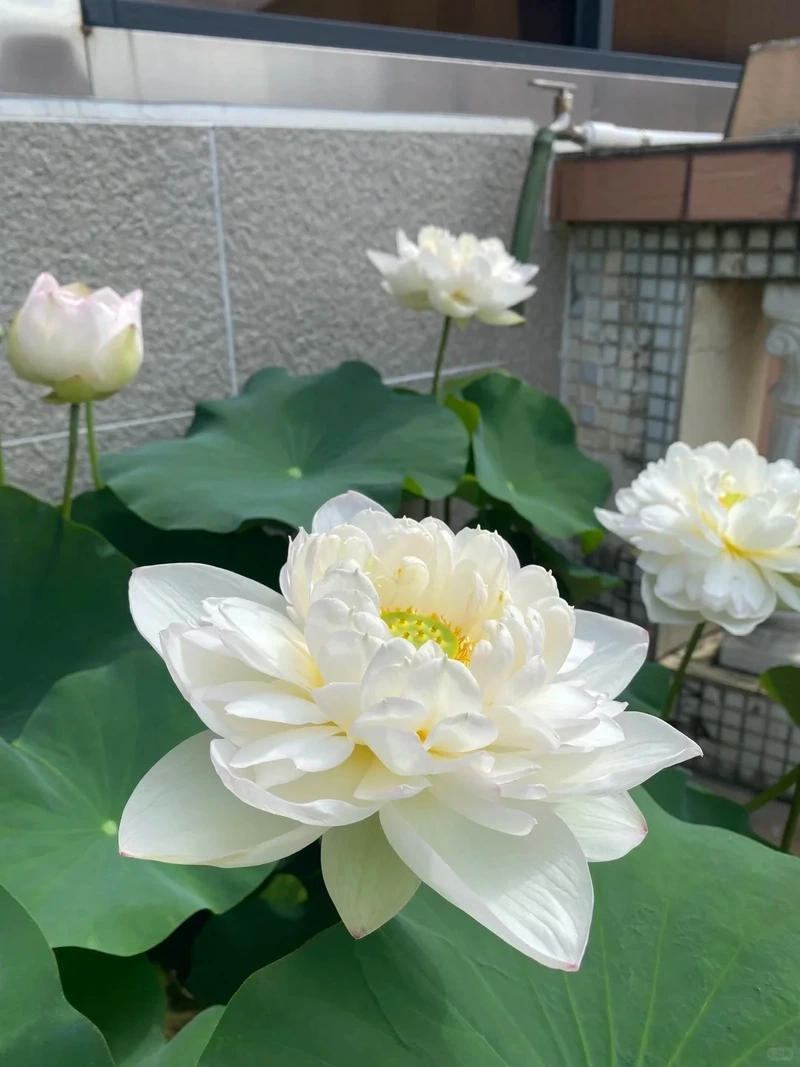 Tải hình nền hoa sen trắng full hd sắc nét