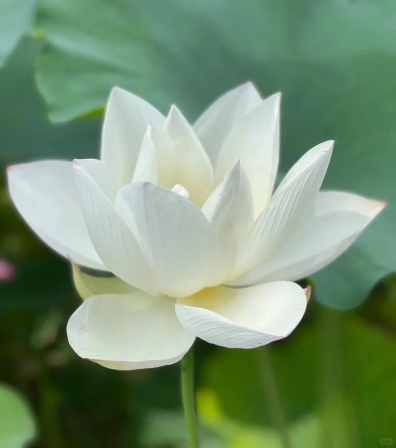 Lưu hình nền hoa sen trắng điện thoại nhẹ nhàng