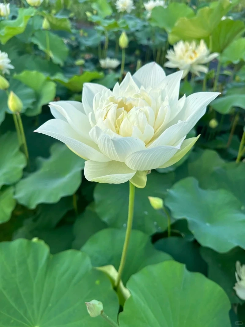 Tải hình nền hoa sen trắng iphone thanh lịch