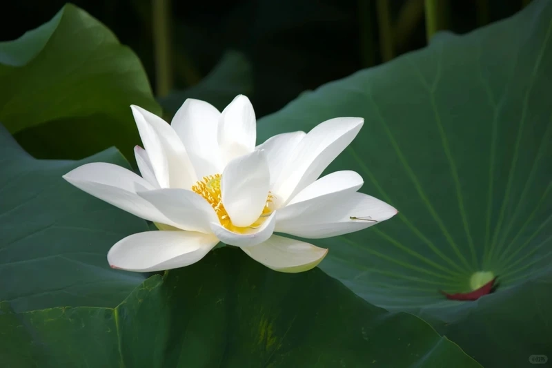 Dùng hình nền hoa sen trắng android tinh giản