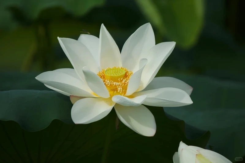 Cảm nhận hình nền hoa sen trắng tinh khiết an yên