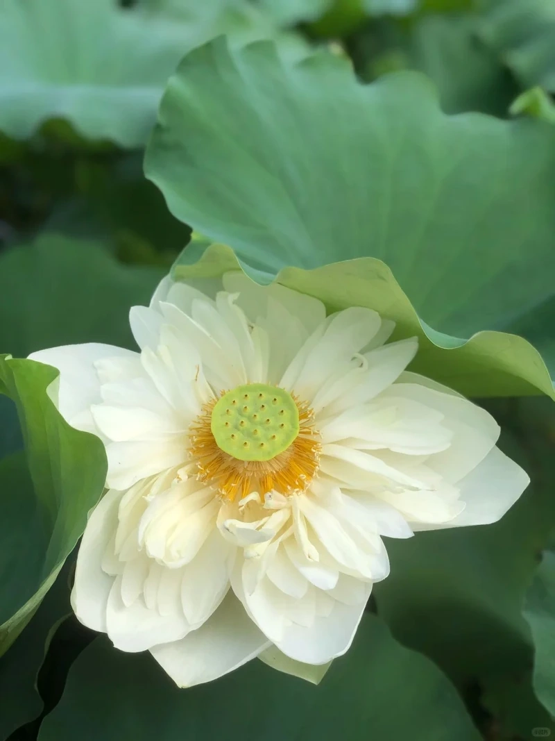 Lan tỏa hình nền hoa sen trắng thanh tịnh