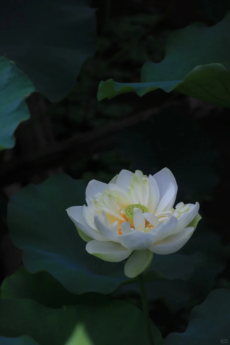 Chiêm ngưỡng hình nền hoa sen trắng nghệ thuật