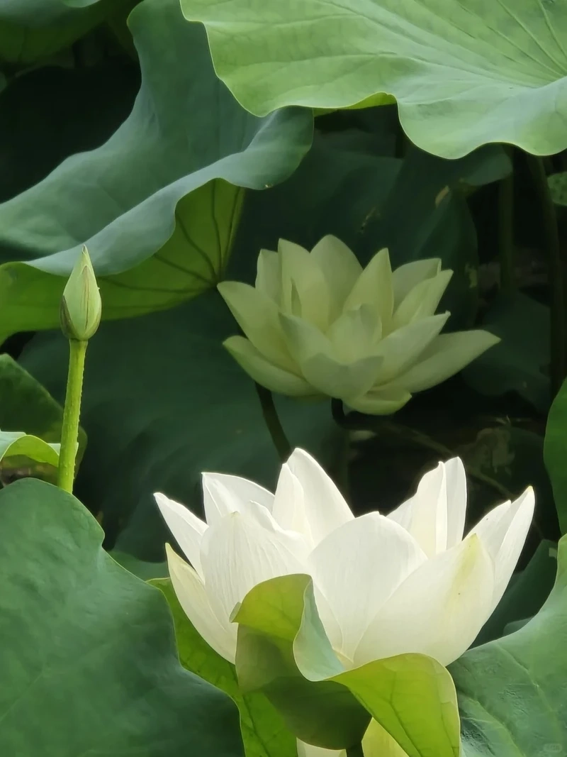 Trang trí hình nền hoa sen trắng nền sáng