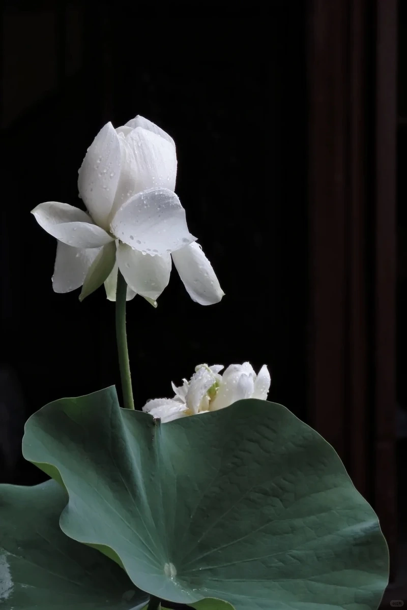 Yêu thích hình nền hoa sen trắng tối giản