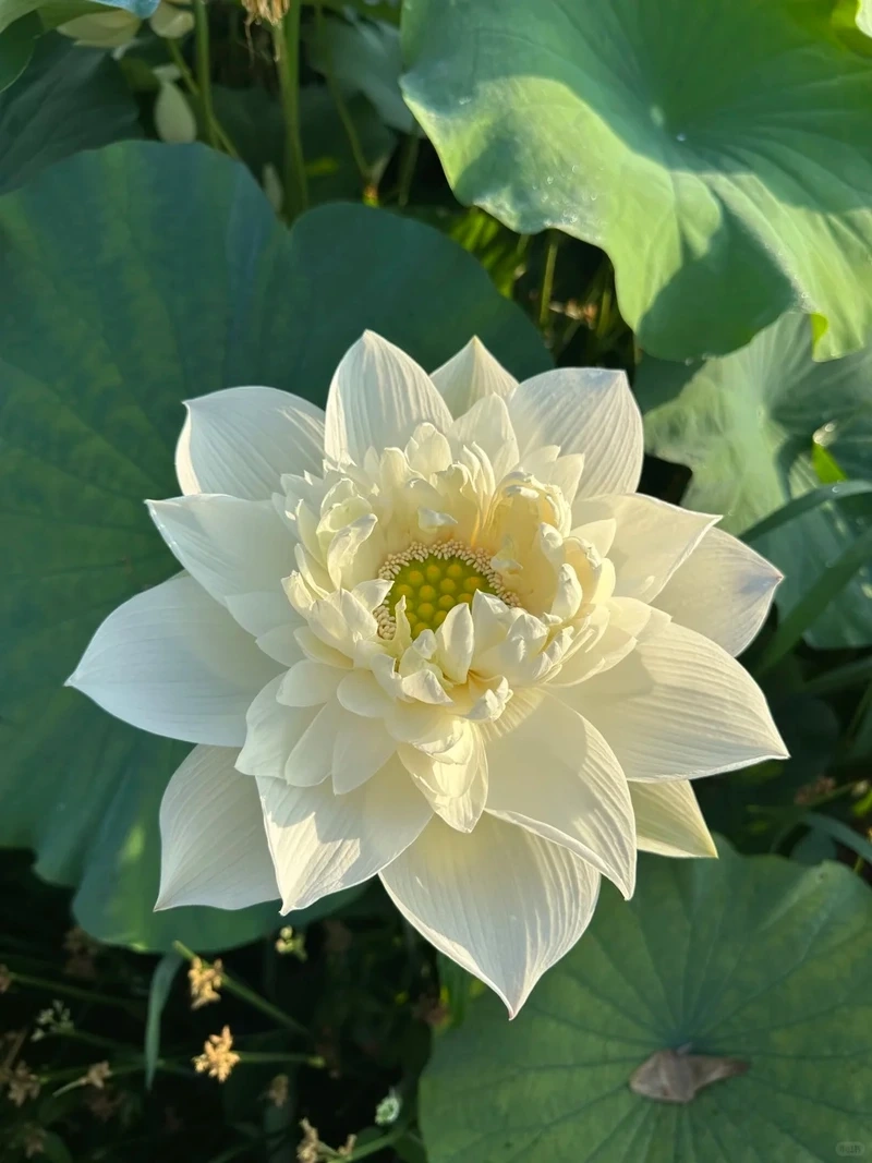 Ngắm nhìn hình nền hoa sen trắng chụp cận cảnh