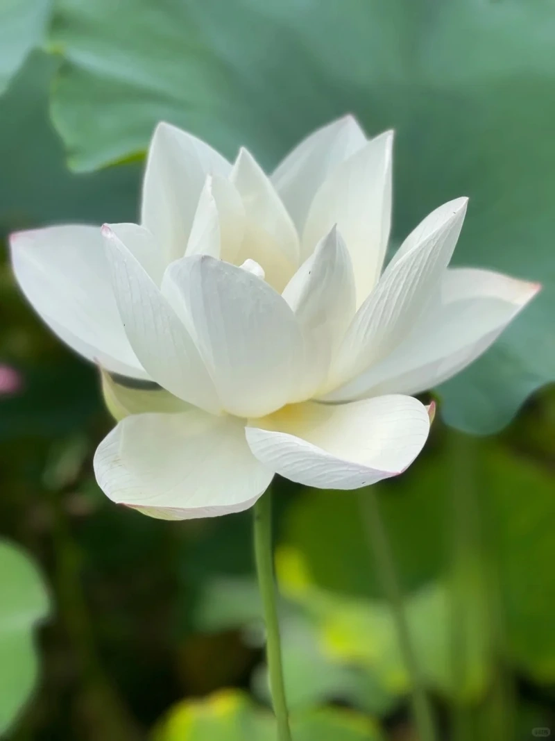 Phối màu hình nền hoa sen trắng nền xanh