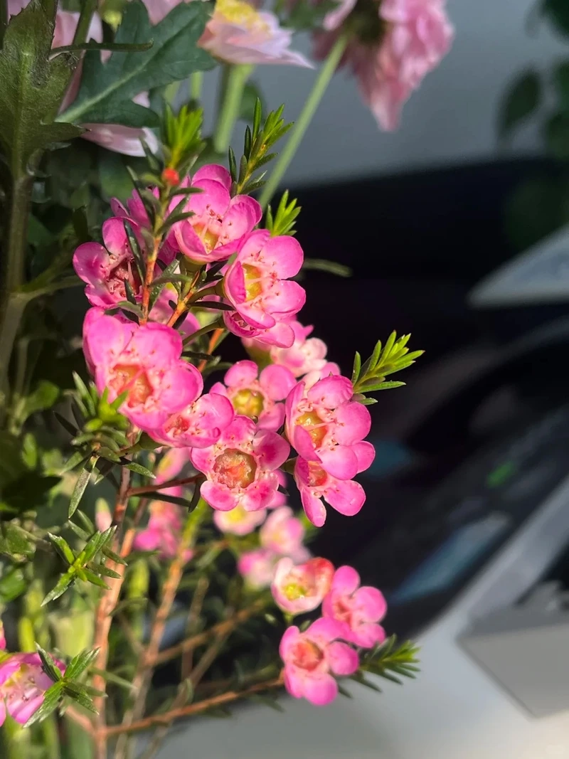 Hình nền hoa thanh liễu 4k nổi bật chi tiết tinh xảo