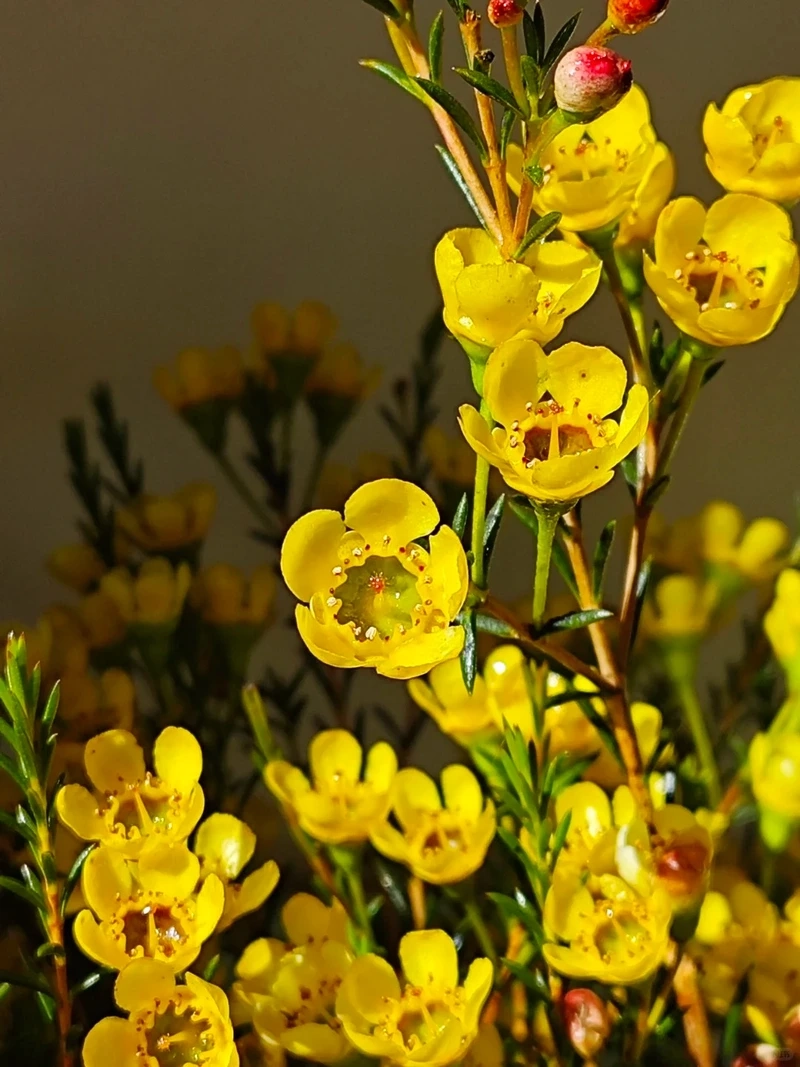 Hình nền hoa thanh liễu iphone tôn màn hình thanh lịch