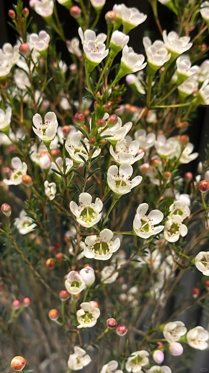 Hình nền hoa thanh liễu pastel mang sắc màu dịu mắt